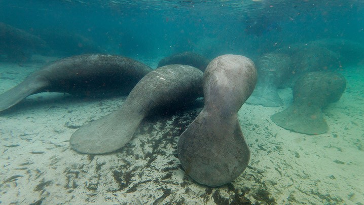 Karibik-Manati Trichechus manatus West Indian Manatee